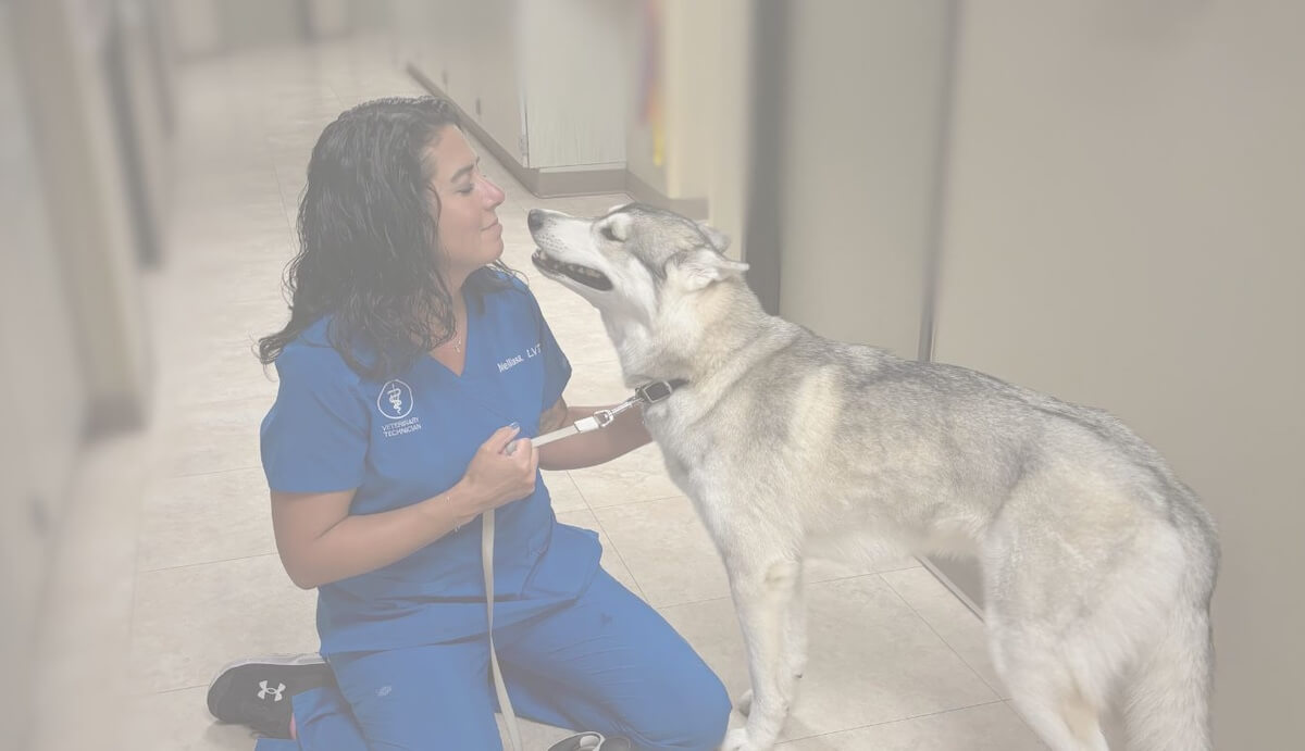 top rated vet, woman with dog