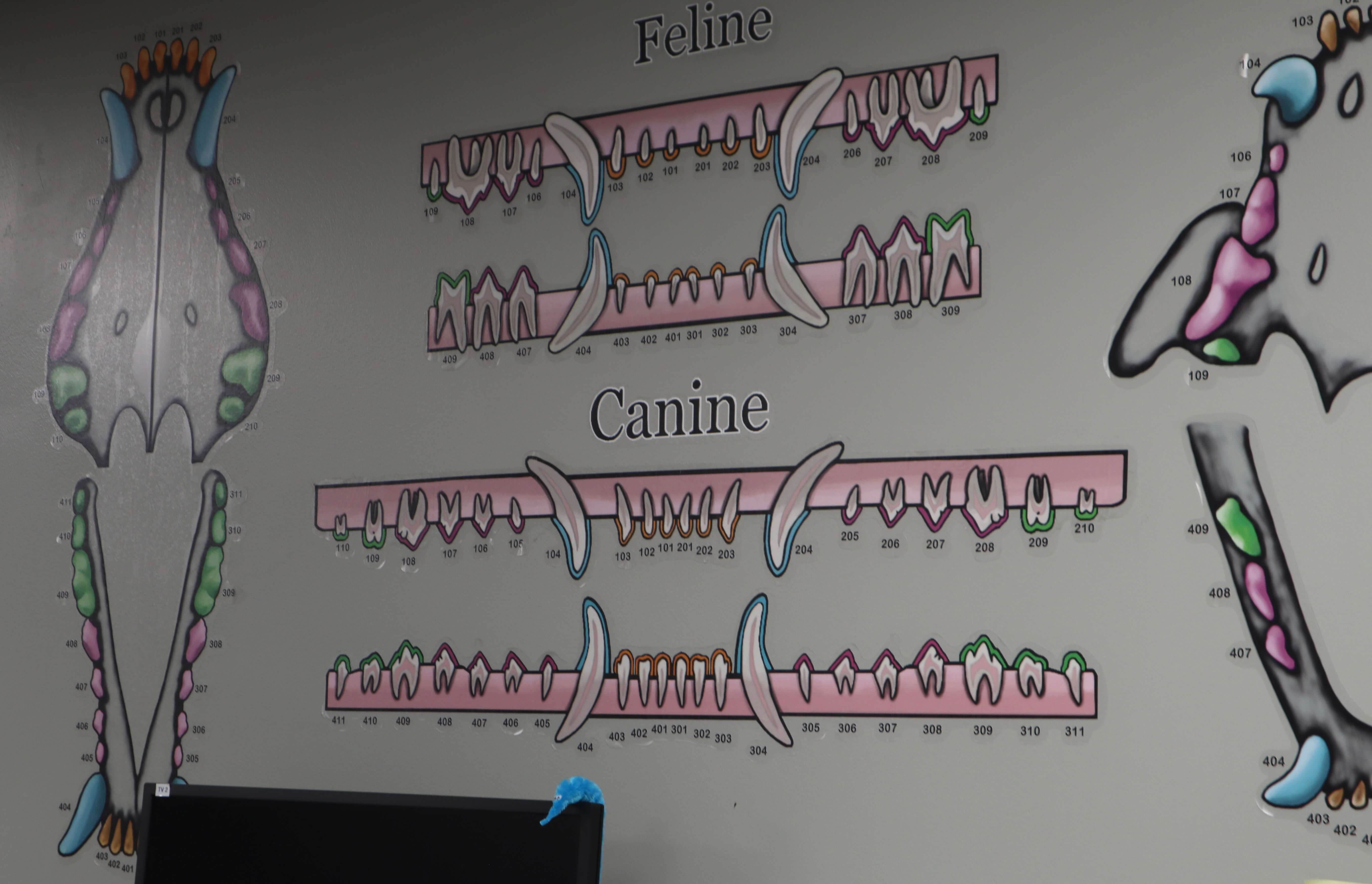 Dog Dental and Cat Dental in Bloomfield Hills, MI at DePorre Veterinary Hospital