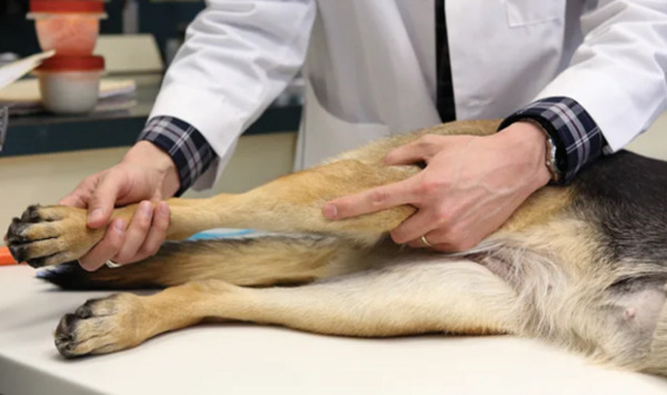 TPLO Surgery - Drawer Test - DePorre Veterinary Hospital