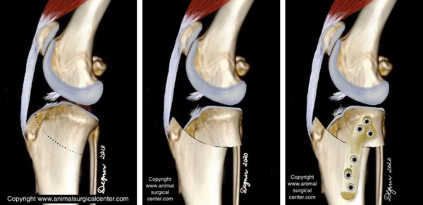 Dog Knee Injuries and TPLO Surgery