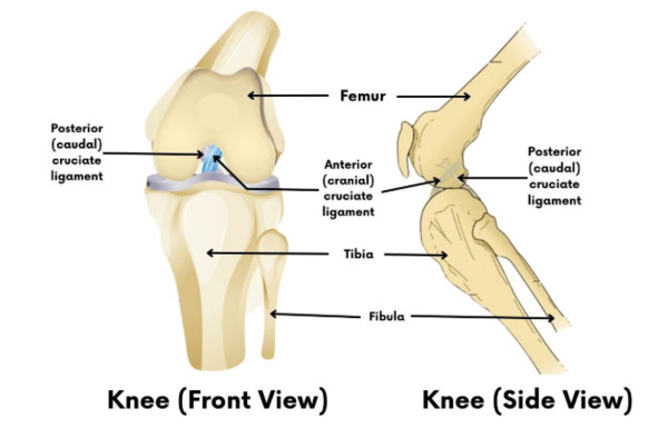 Dog CCL - Knee Injuries