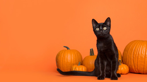 DePorre Veterinary Hospital October 2025 Newsletter - Bloomfield Hills, MI