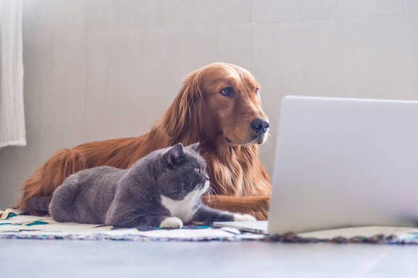 DePorre Veterinary Hospital October 2025 Newsletter - Bloomfield Hills, MI