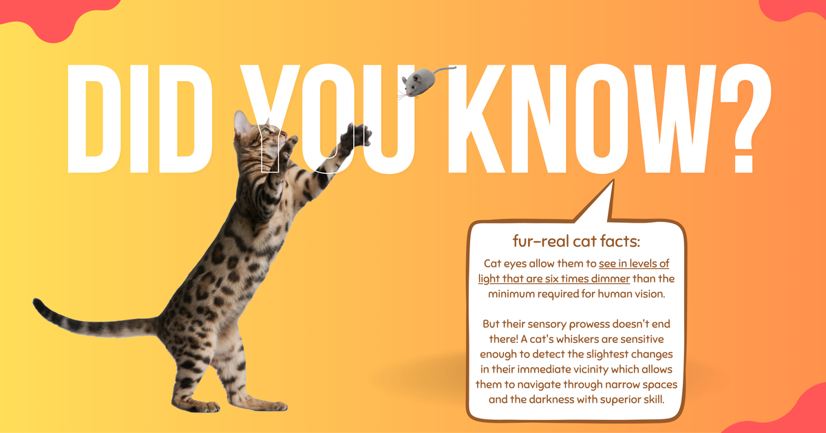 Did you know? Cat Facts