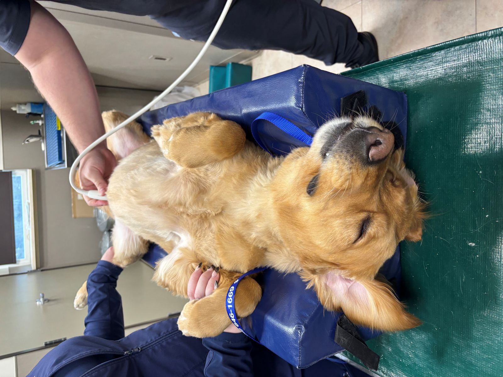 golden retriever laying 