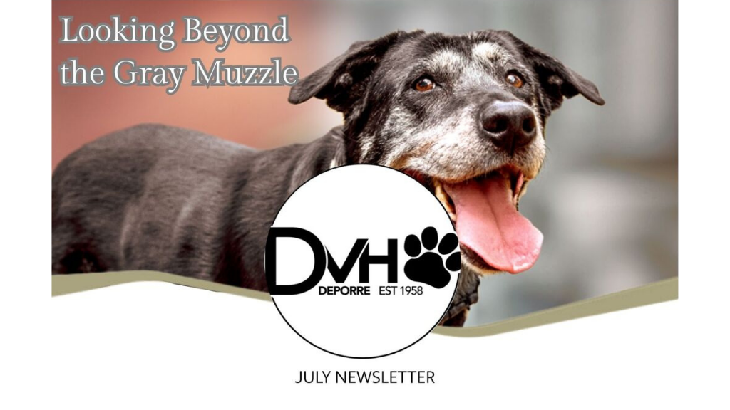 Senior Dog Care - DePorre Veterinary Hospital