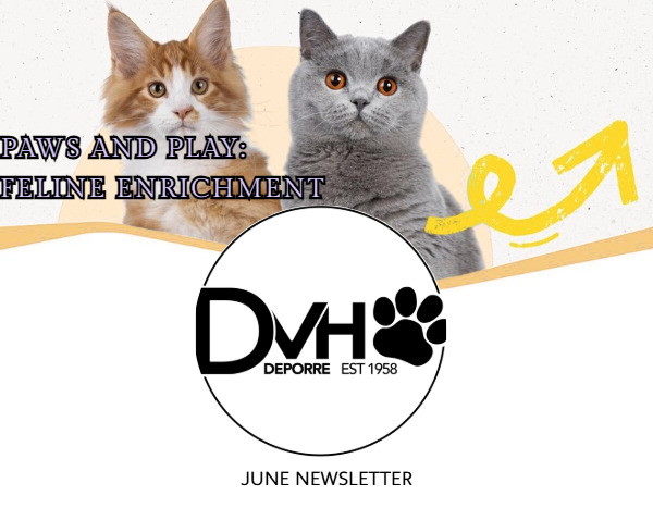 Paws and Play: Feline Enrichment