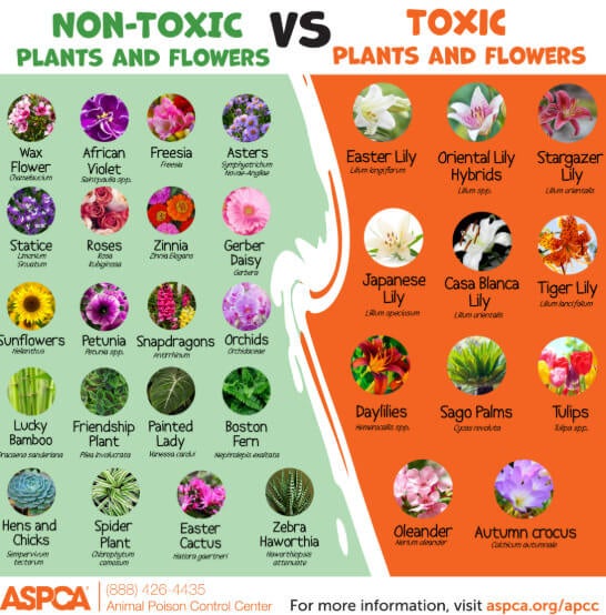 Deporre Veterinary Hospital in Bloomfield, MI - Toxic Plants and Flowers