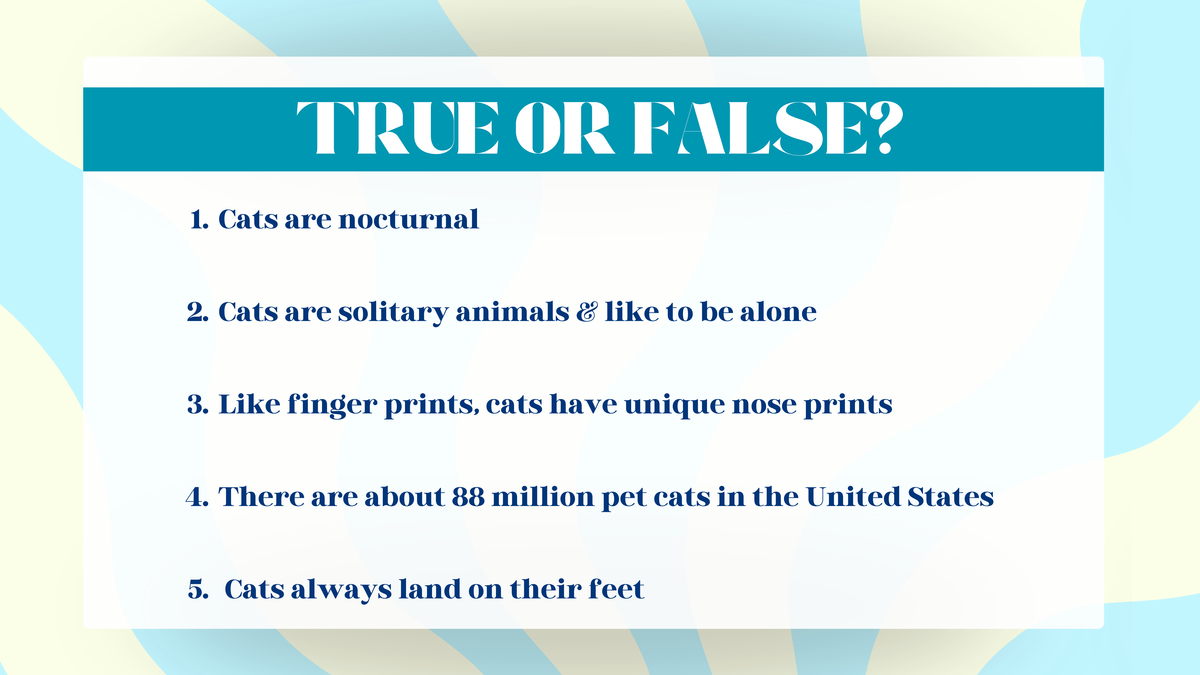 Cat Pop Quiz