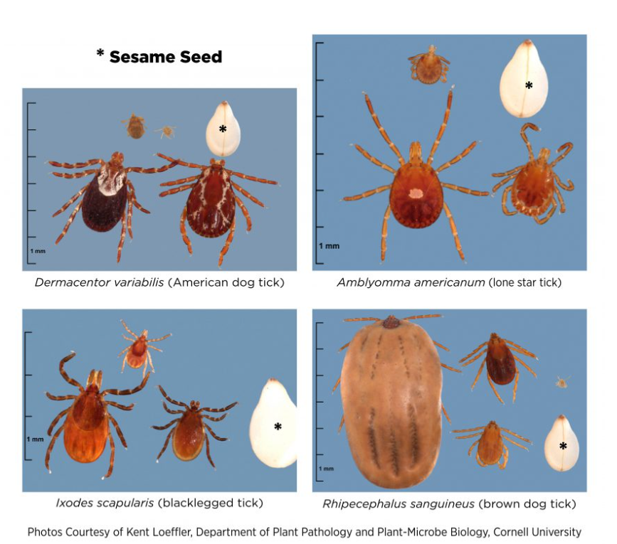Ticks in Michigan - Flea & Tick Prevention for Dogs and Cats