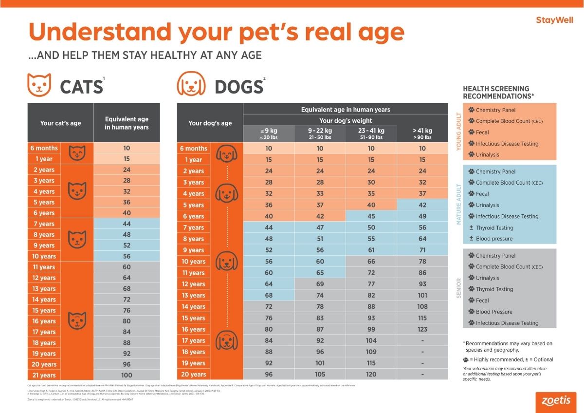 Understand your pet's real age and help them stay healthy at any age - Deporre Veterinary Hospital