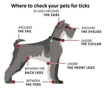 Where to check for ticks on Dogs?