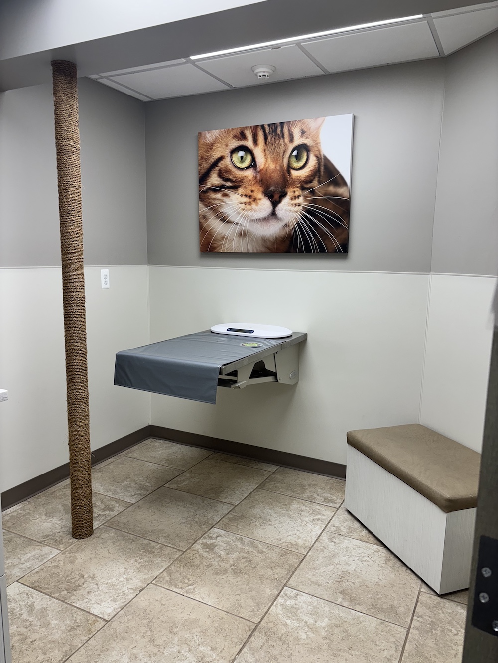 cat exam room cat exam room