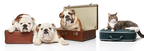 DePorre Veterinary Hospital - Vet Near Me in Bloomfield Hills, MI