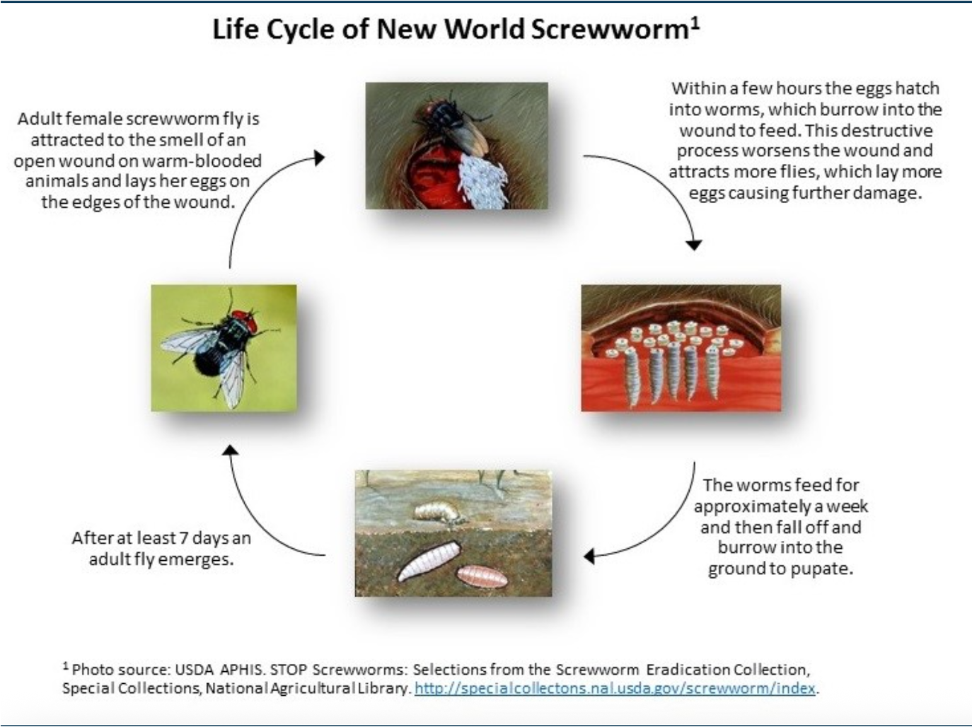 Screwworm Affected Countries - DePorre Veterinary Hospital
