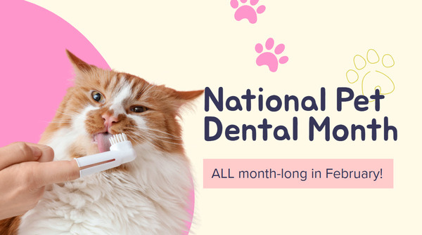Deporre Veterinary Hospital in Bloomfield Hills, MI - Dental Care Month