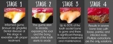 Deporre Veterinary Hospital in Bloomfield, MI - Veterinary Pet Dental Care