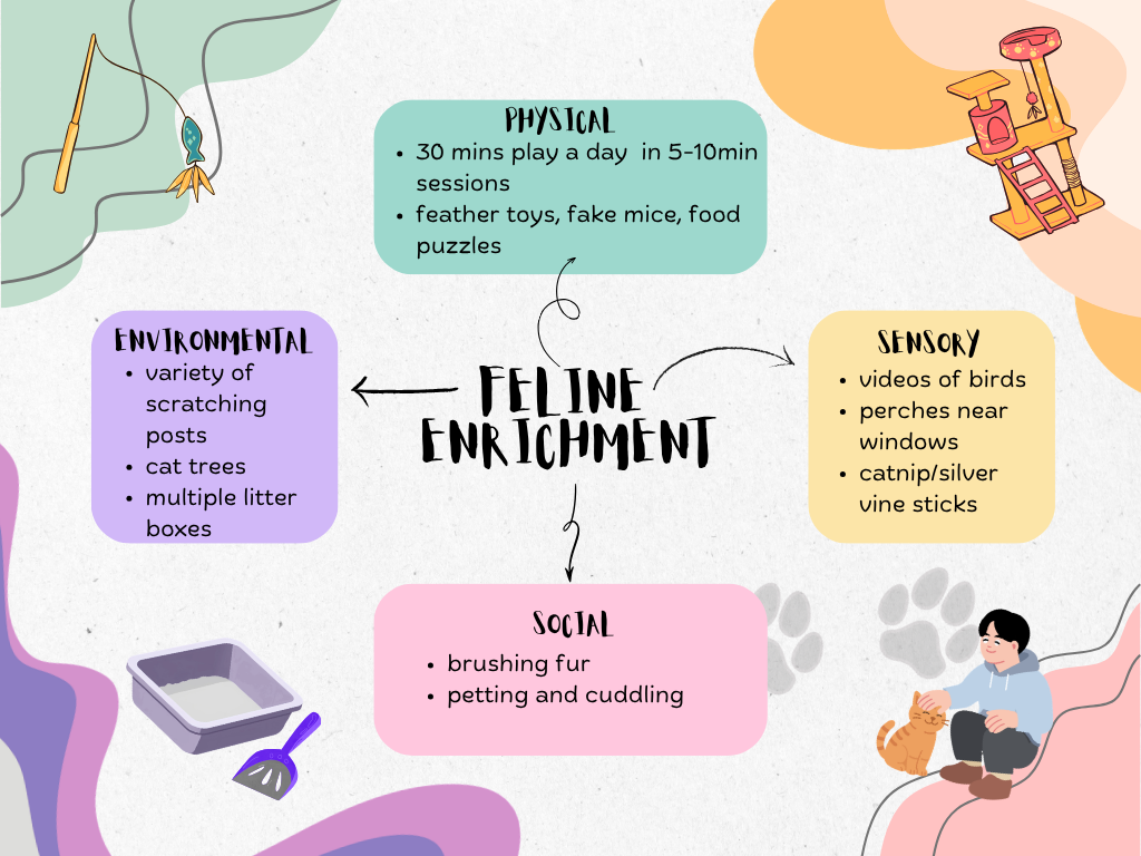 Feline Enrichment