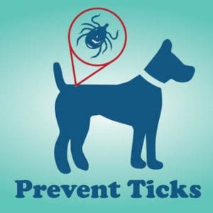 Ticks Are Ick!