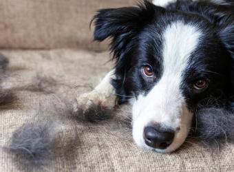 The Secret to Saving Your Sanity With a Shedding Dog