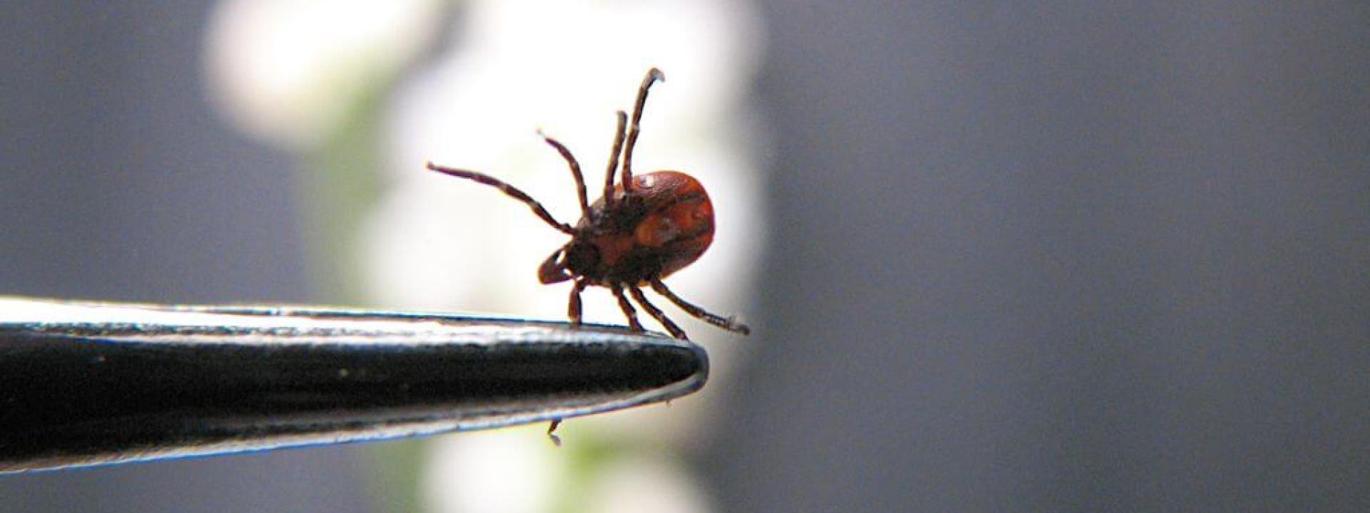 A castor bean tick in forceps 