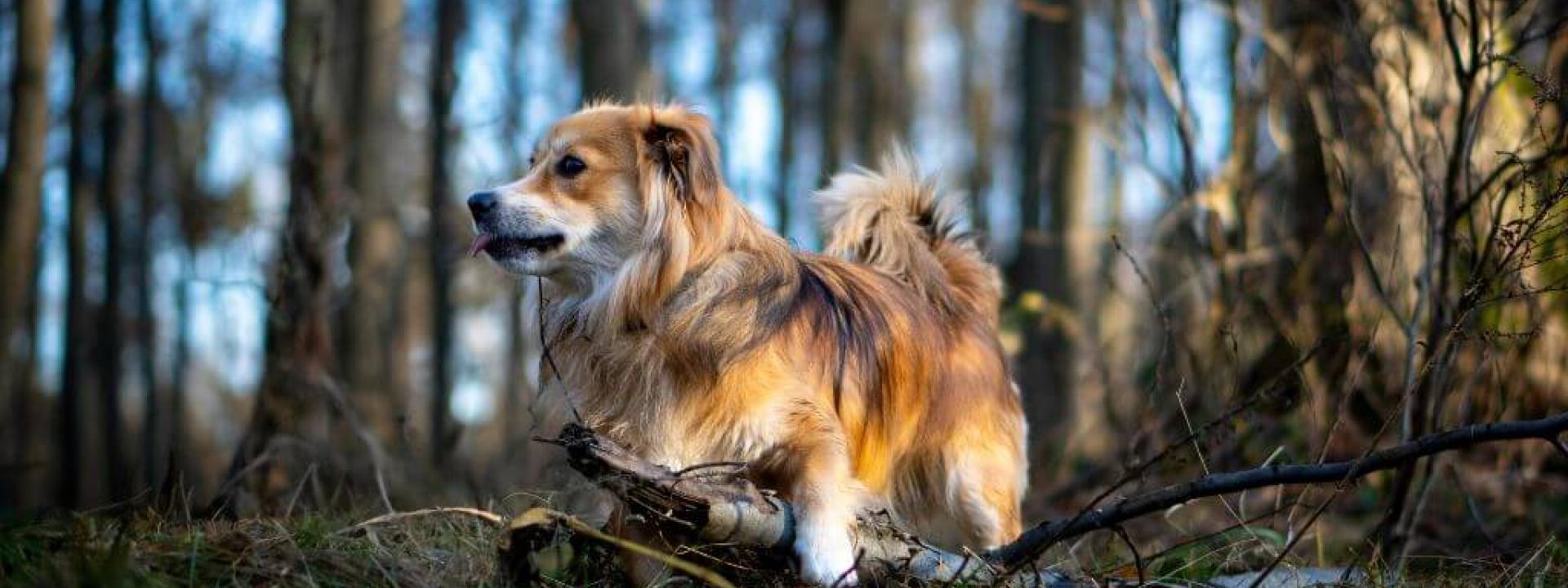 Dog walking in the woods, standing in grass
