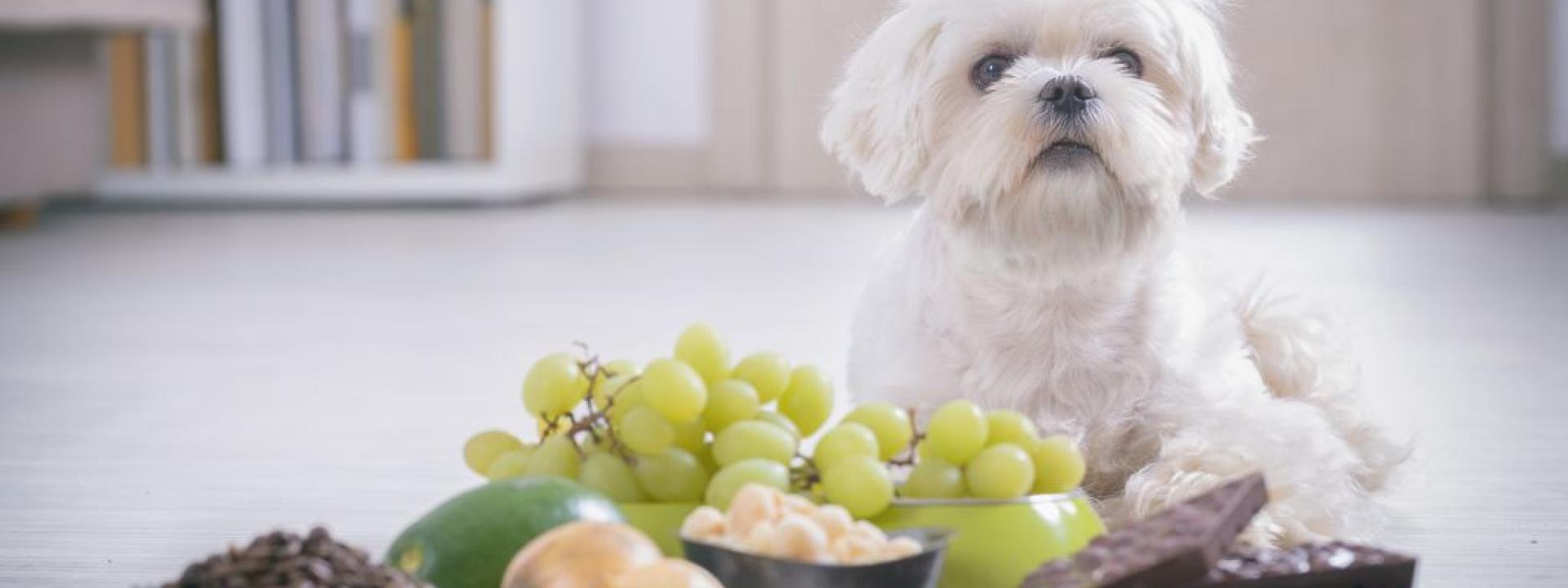 Human food outlet toxic to dogs