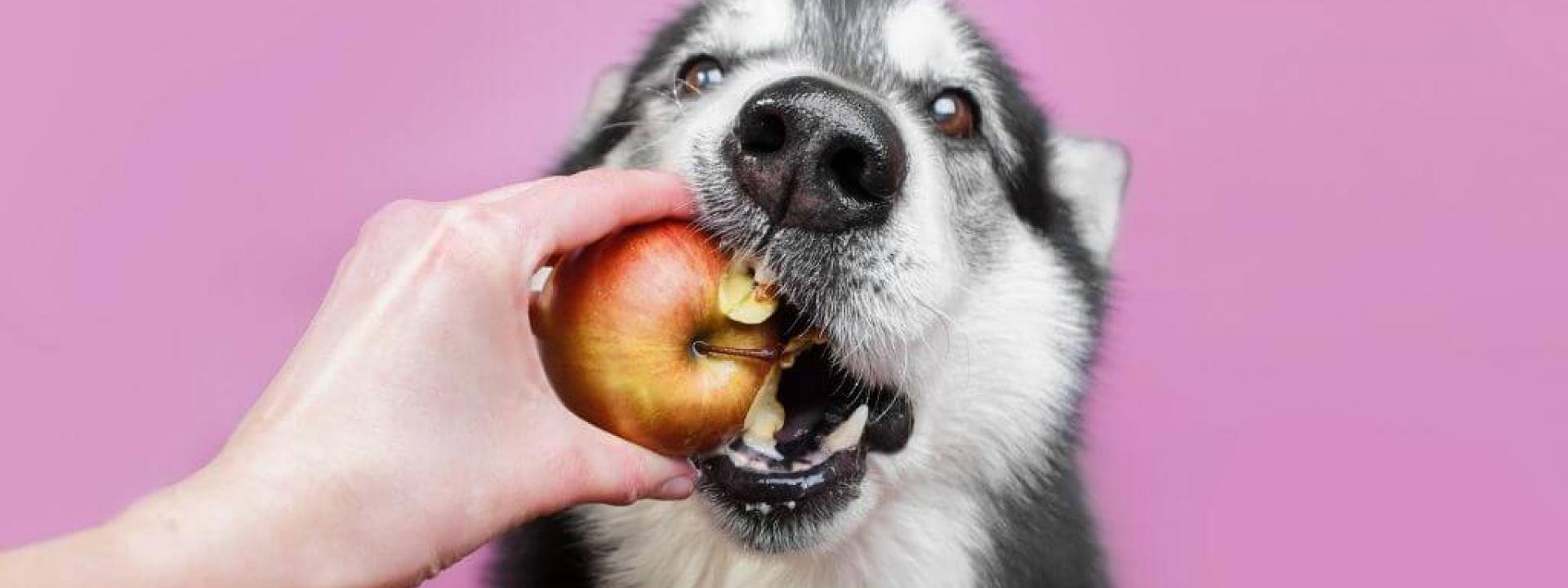 debunking dog nutrition myths