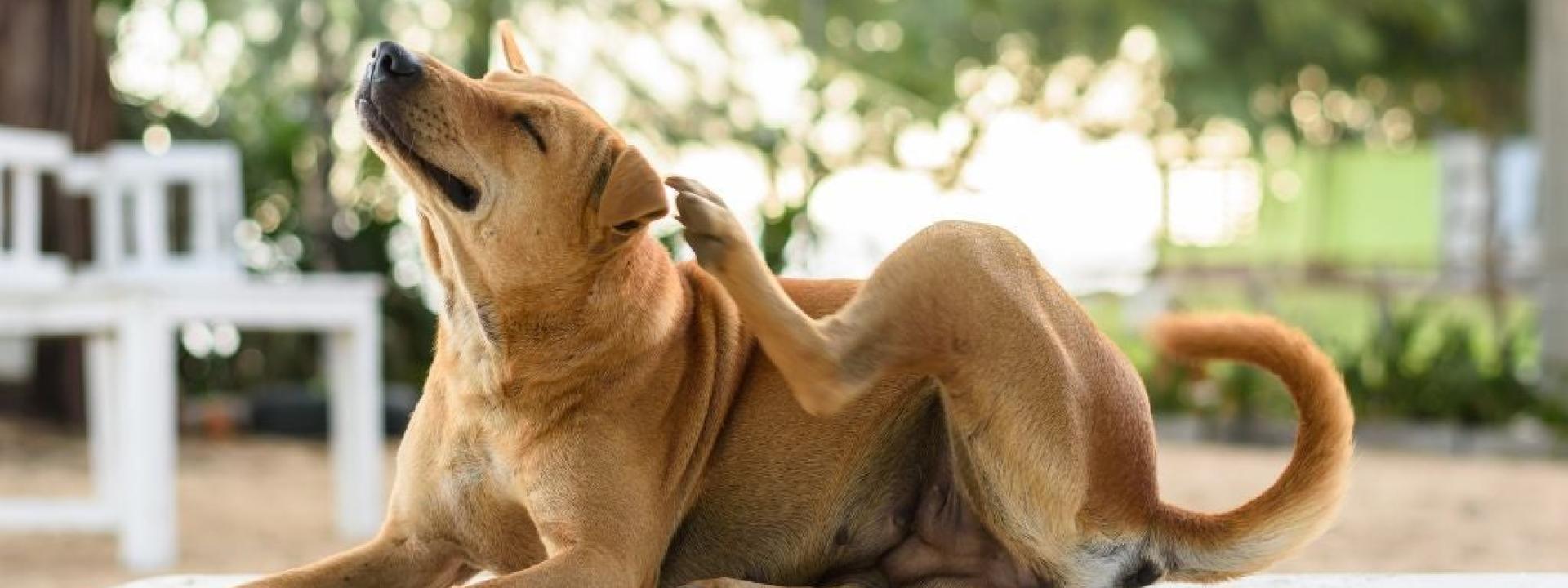Dog with flea dirt scratching itself