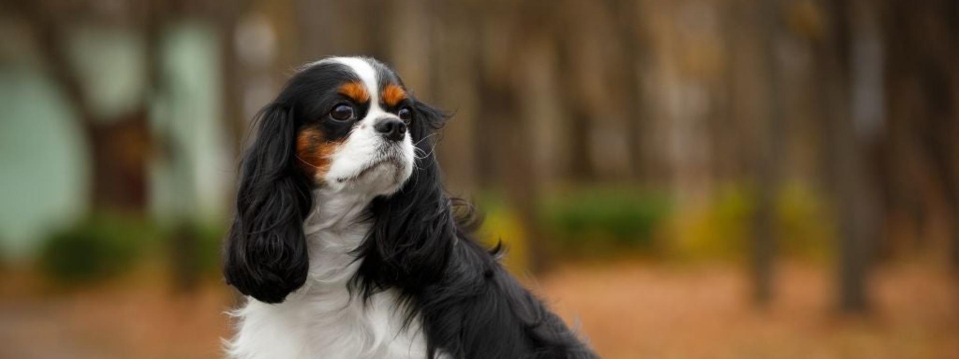 Cavalier King Charles Spaniel 
