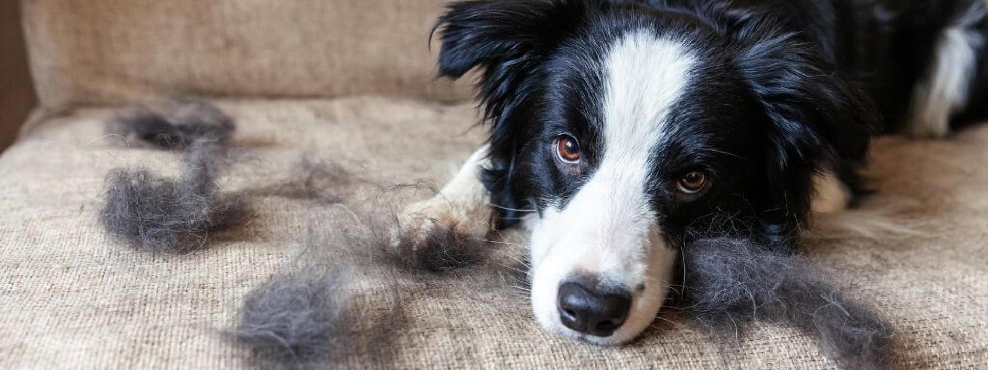 tips for having a shedding dog