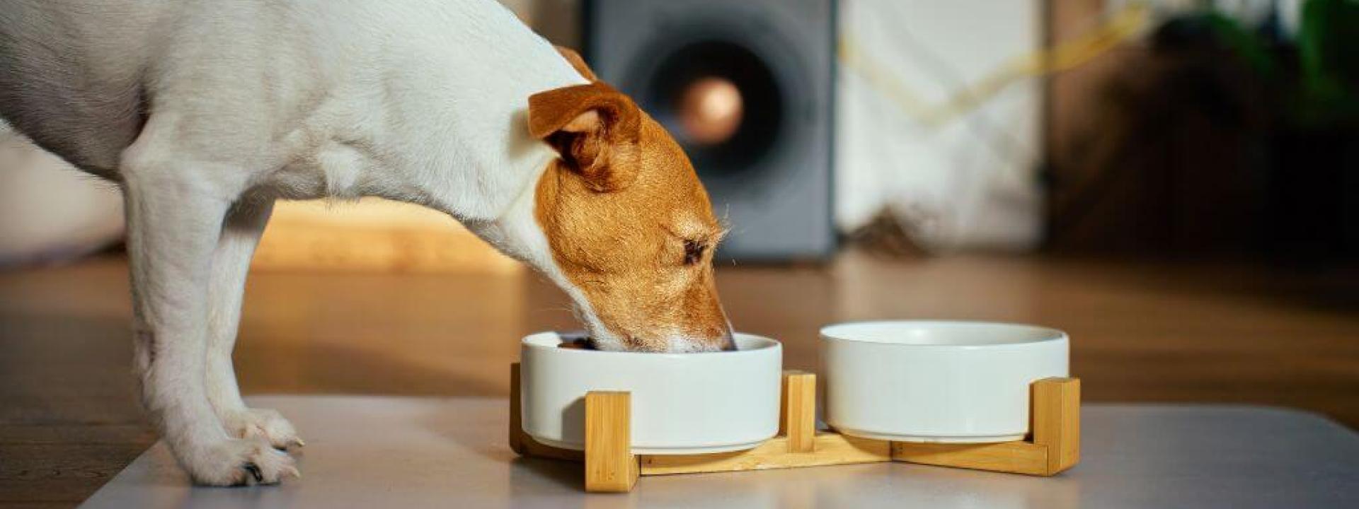 Dog eating food out of a raised bowl