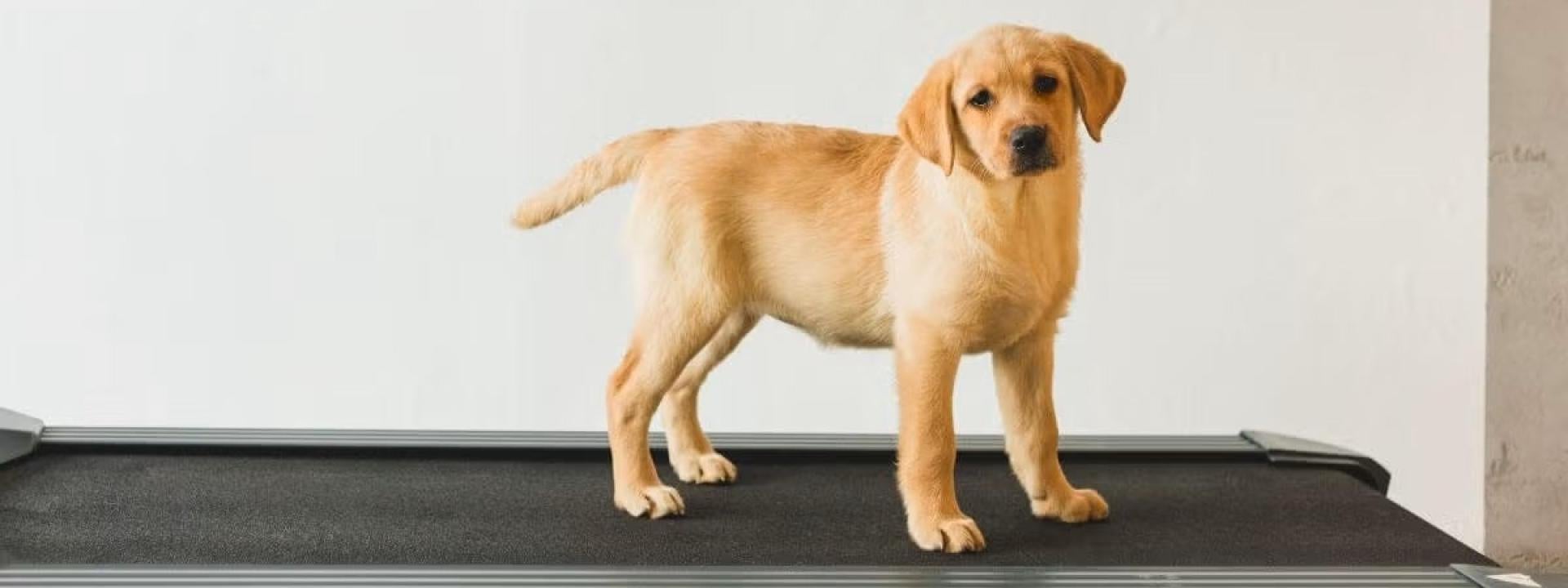 Dog on treadmill, dog weight loss new year's resolution