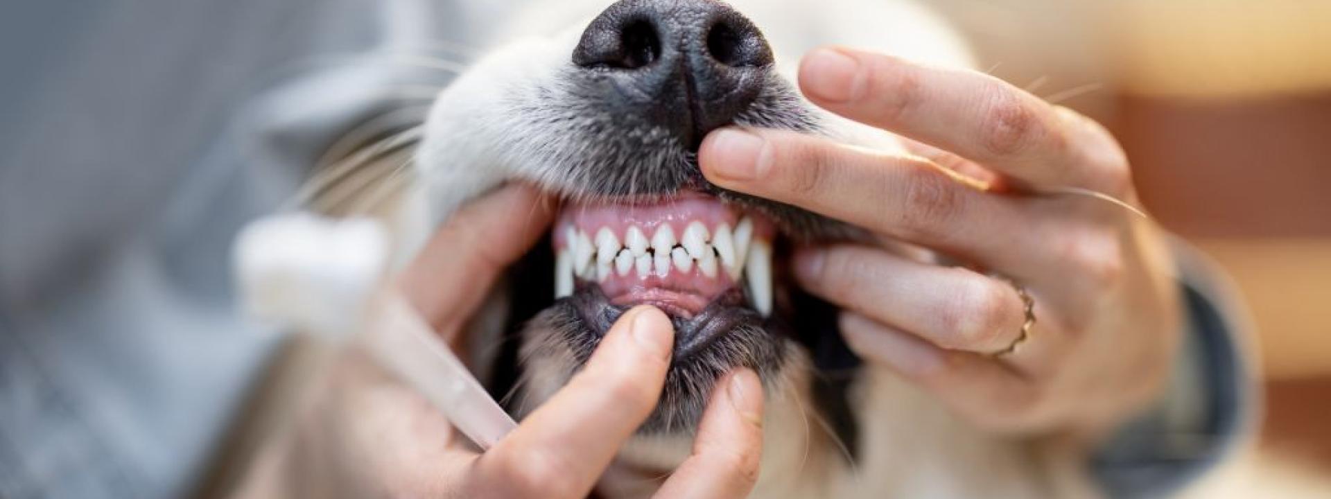 What Is a COHAT? So Much More Than a Standard Pet Teeth Cleaning
