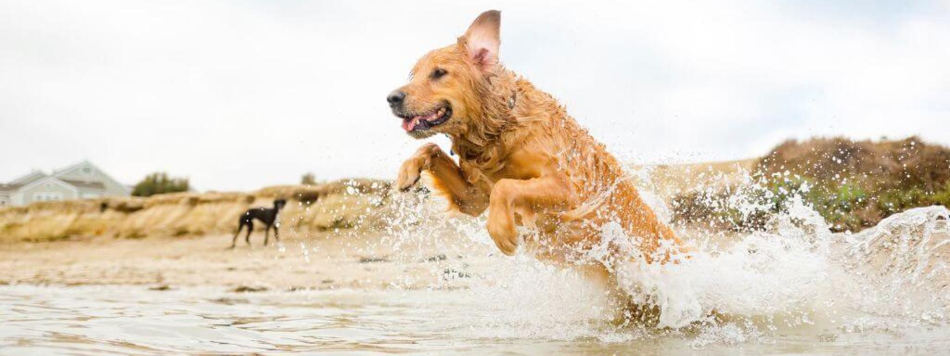 Dog jumping in water along the shore of a large body of water