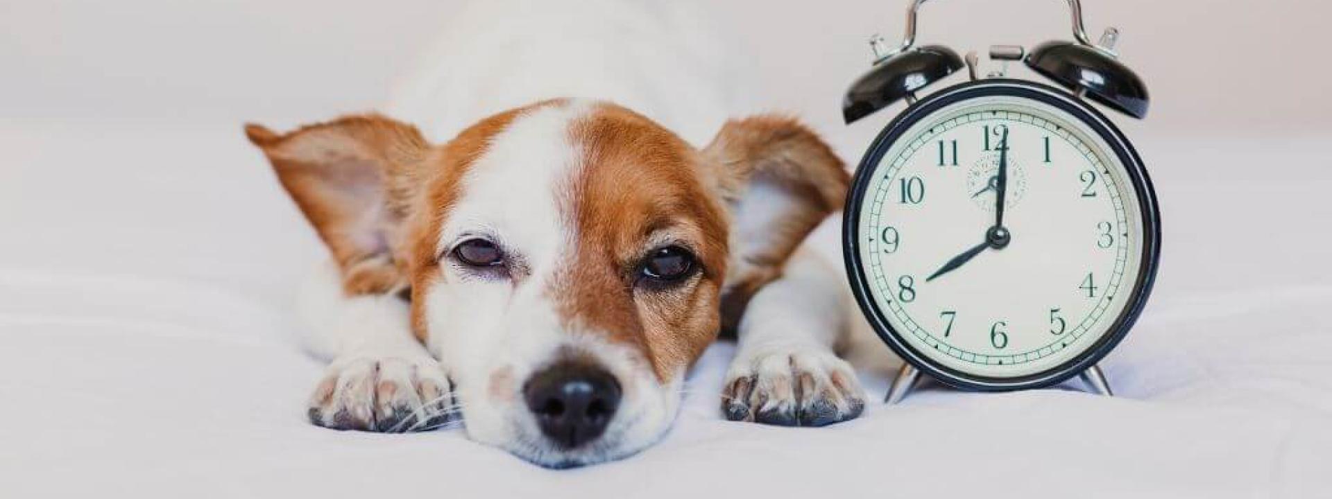 A dog laying next to clock, symbolizing a daily routine for dogs. 